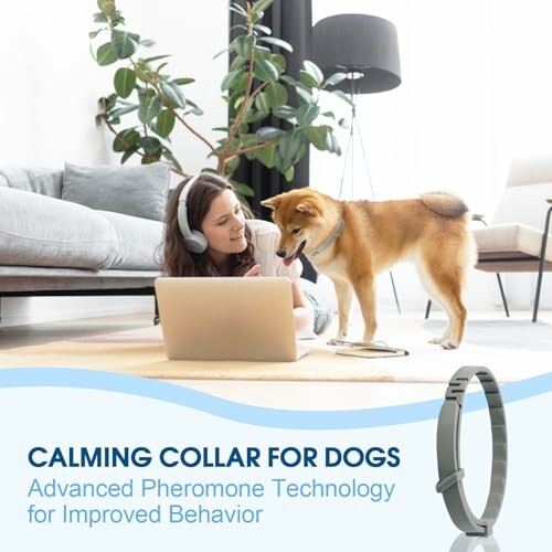 Woman with laptop and dog wearing calming collar in living room.