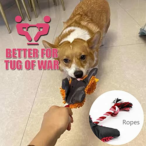 Corgi playing tug of war with a rope toy indoors.