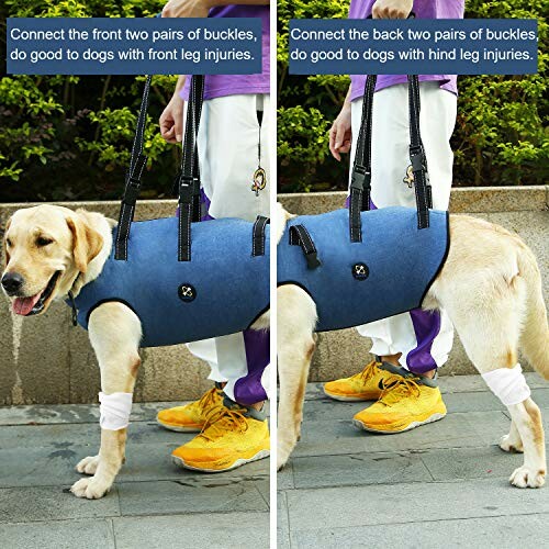 Dog wearing a support harness for leg injuries.