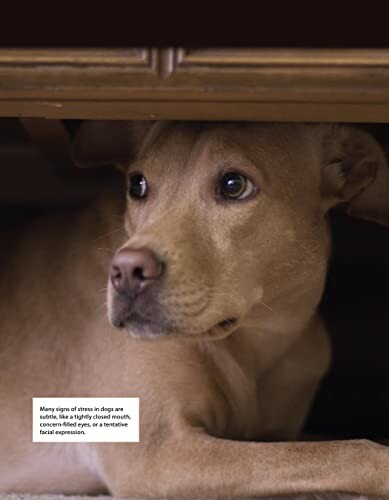 Dog lying under furniture with a concerned expression.