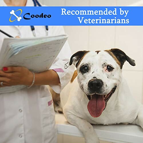 Dog at veterinarian checkup with doctor holding a clipboard