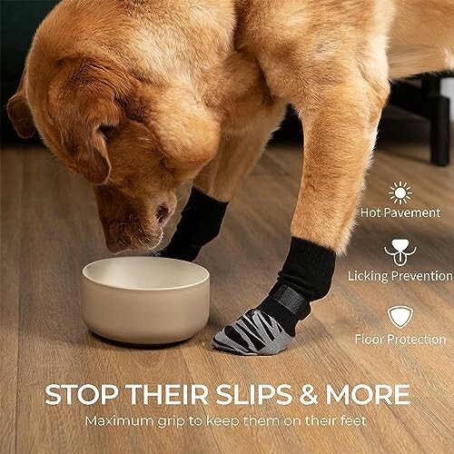 Dog wearing socks drinking from a bowl on wooden floor