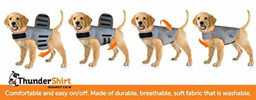 Dog demonstrating how to wear a Thundershirt for calming.