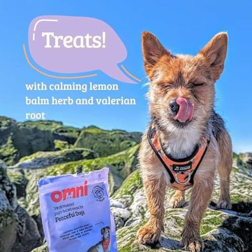 Dog on a mountain licking lips with treats package